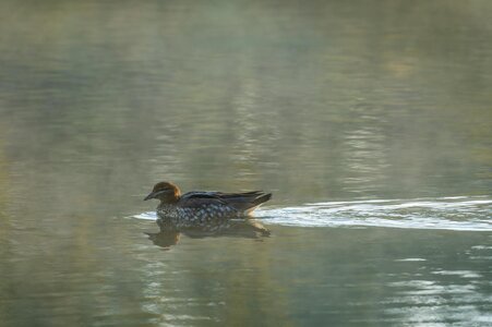 _7RV7703_Maned_Duck_Hen.jpg