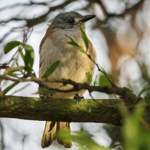 _7RV7776_Grey-Shrikethrush.jpg