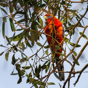 _7RV7799_Adelaide_Rosella.jpg