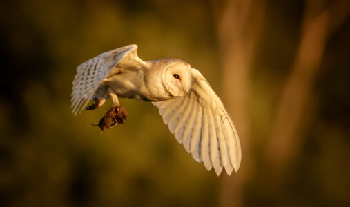Barn Owl-2.jpg