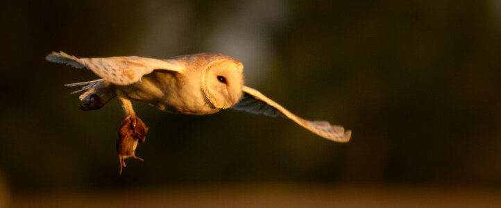Barn Owl-3.jpg