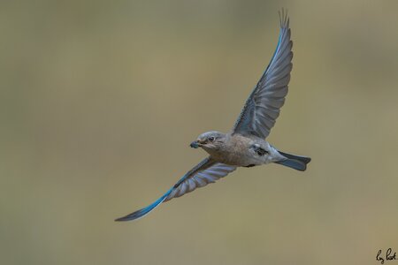 Mountain-Bluebird-6096.jpg