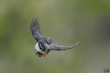 Mountain-Chickadee-7694.jpg
