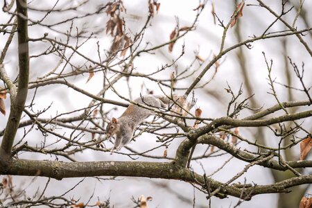 flying_squirrel_greenwichpark-2.jpg