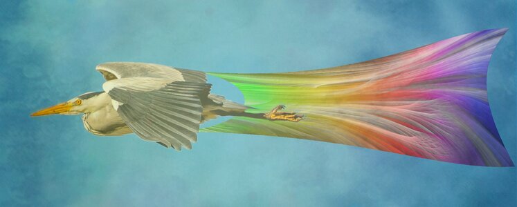 4Heron Rainbow tail.jpg