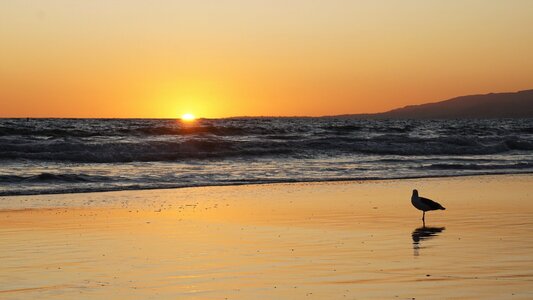 Seagull Sunset 2.jpg