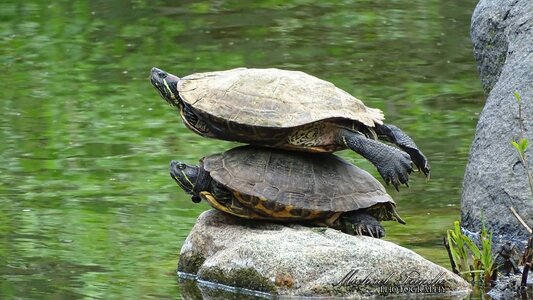 DSC02079 Two Turtles-signed.jpg