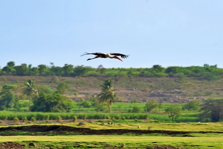 PaintedStork_01_Bhigwan_SB.JPG