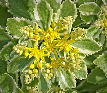 26A07838-73sedum atlantis.jpg