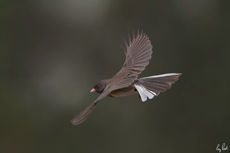 Dark-eyed-Junco-7549-Edit.jpg