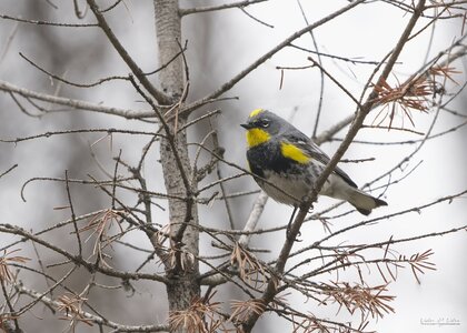 Yellow-rumped Warbler 2.jpg
