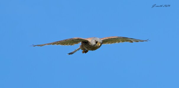 kestrel 2026_21.jpg