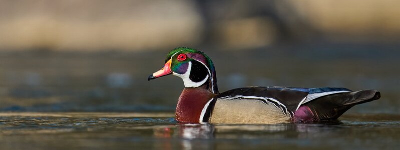 Wood Duck - Brandywine - 04042026 - 09.jpg