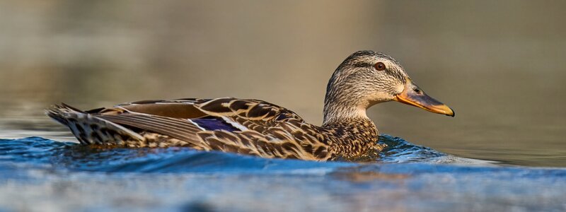 Mallard - Brandywine - 04042026 - 04.jpg