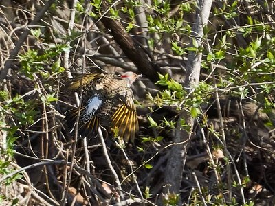 Northern Flicker inflight - Woodshaven Kruse - 04082018 - 02.jpg