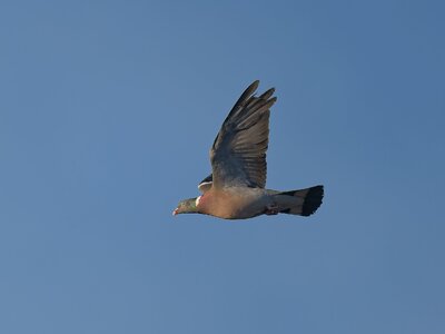 _DSC7273.jpg