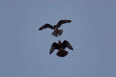 Peregrine Falcon - Wilmington - 07072026 - 01 - rDN.jpg