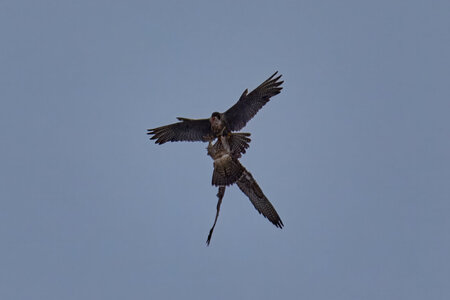 Peregrine Falcon - Wilmington - 07072026 - 05 - rDN.jpg