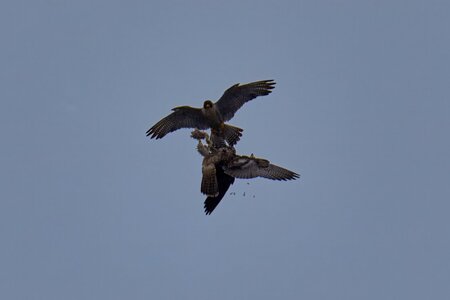 Peregrine Falcon - Wilmington - 07072026 - 10 - rDN.jpg