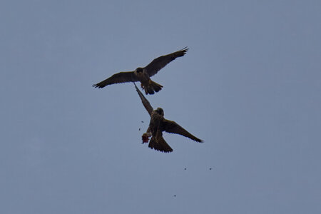 Peregrine Falcon - Wilmington - 07072026 - 16 - rDN.jpg