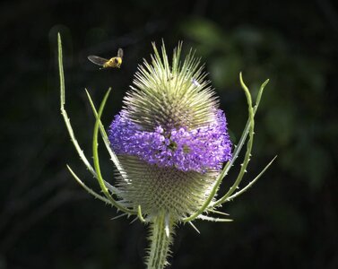 26A08533teasel hoverfly.jpg