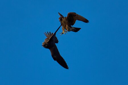 AA_04585.jpg