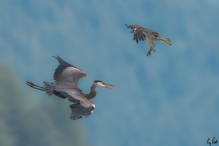 Osprey-5438-Edit.jpg