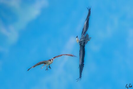 Osprey-5556.jpg
