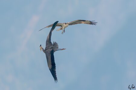 Osprey-5559.jpg