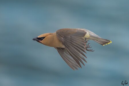 Cedar-Waxwing_DSC5076.jpg