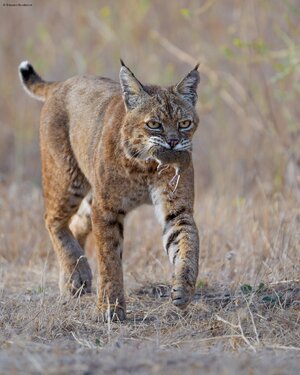 20260710-sharp.jpg