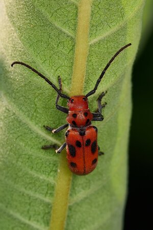 Red Milkweed Beetle - BCSP - 07122026 - 01 - rDN.jpg