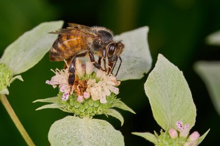 Western Honey Bee - BCSP - 07122026 - 01 - rDN.jpg