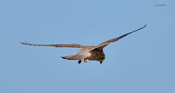 kestrel 2026_37.jpg