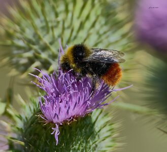 bee 2026_1.jpg