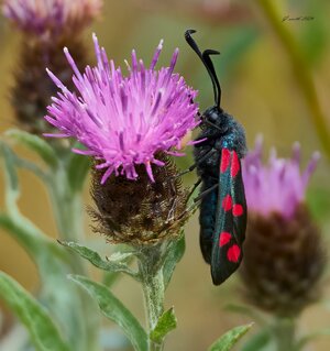 6 spot burnet moth 2026.jpg