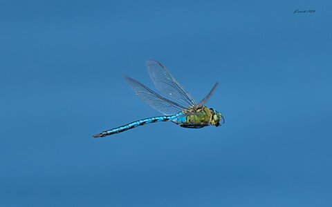 dragonfly 2026.jpg