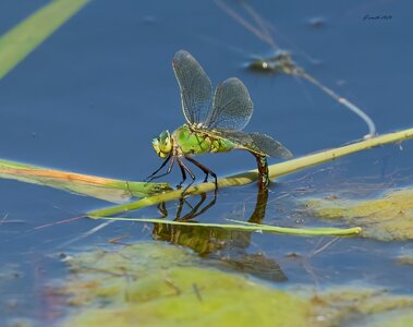 dragonfly 2026_1.jpg