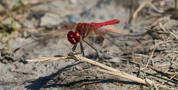 dragonfly 2026_10.jpg