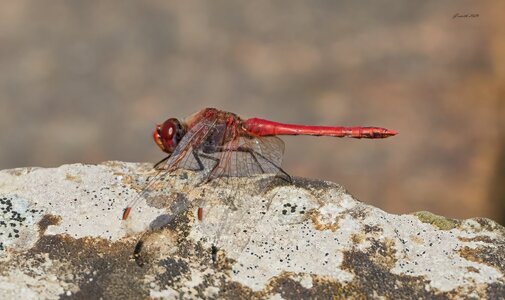 dragonfly 2026_9.jpg