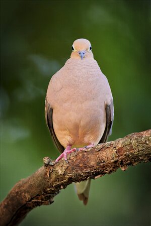 Dove5.jpg