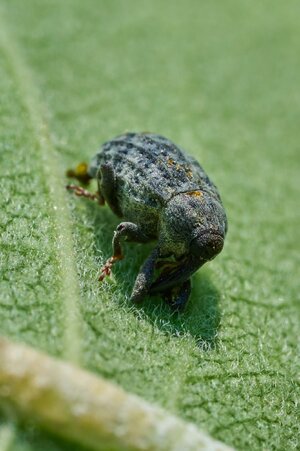 Milkweed Stem Weevil - Bartram's Garden - 07252026 - 01.jpg