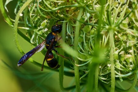 Parancistrocerus Histrio - Bartram's Garden - 07252026 - 06.jpg