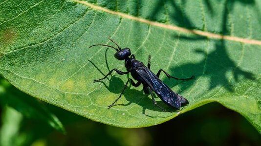 Steel-Blue Cricker-Hunter Wasp - Bartram's Garden - 07252026 - 01.jpg