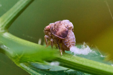 Two-Striped Planthopper - Bartram's Garden - 07252026 - 01.jpg