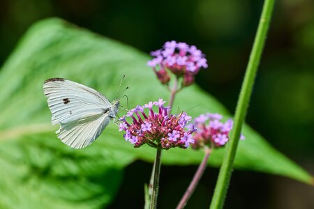 Cabbage White - Bartram's Garden - 07252026 - 03.jpg