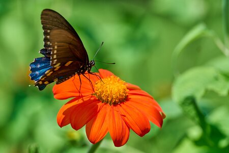 Pipevine Swallowtail - Bartram's Garden - 07252026 - 03.jpg