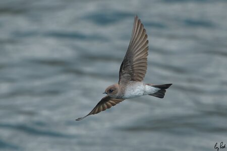 Purple-Martin-4883.jpg