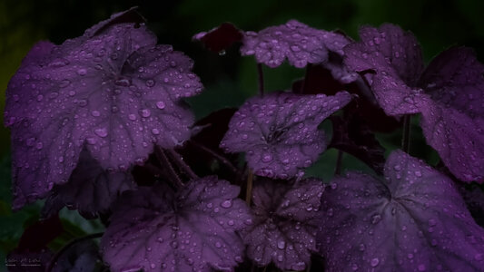 _DSC2742v4.jpg