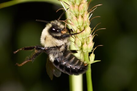 Common Eastern Bumble Bee - BCSP - 07252026 - 03.jpg